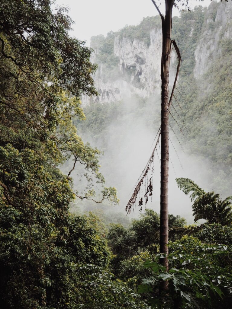 Borneo Rainforest in Sarawak