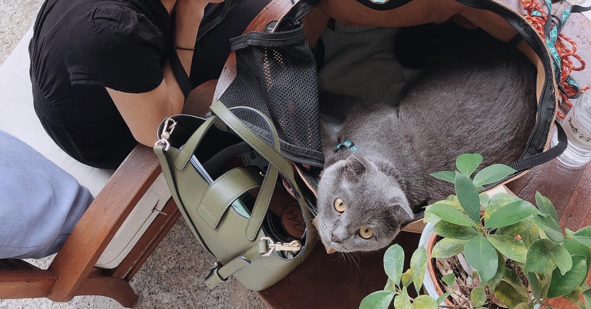 Pet Friendly Hotel in Penang with Eedris
