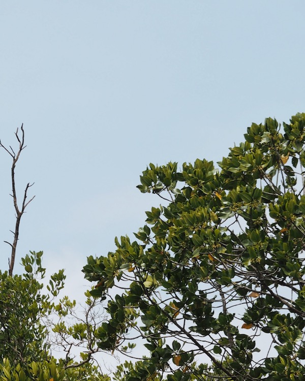 Eagles at Sepang River