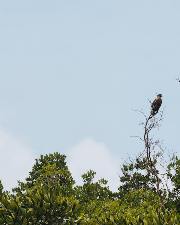 Eagles on mangrove trees at Sepang River