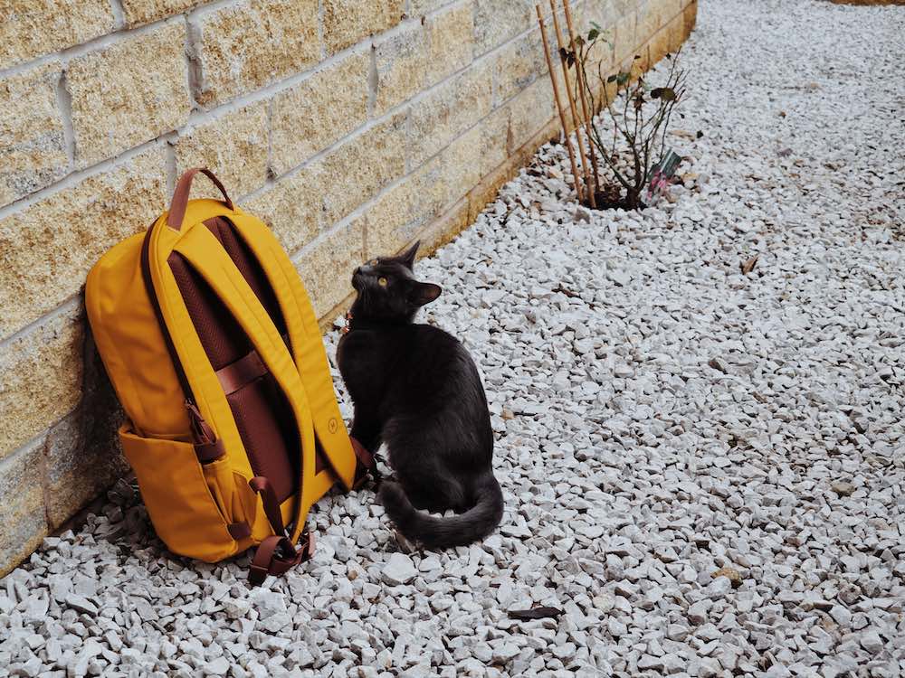 A cat and the Moment Everything Backpack