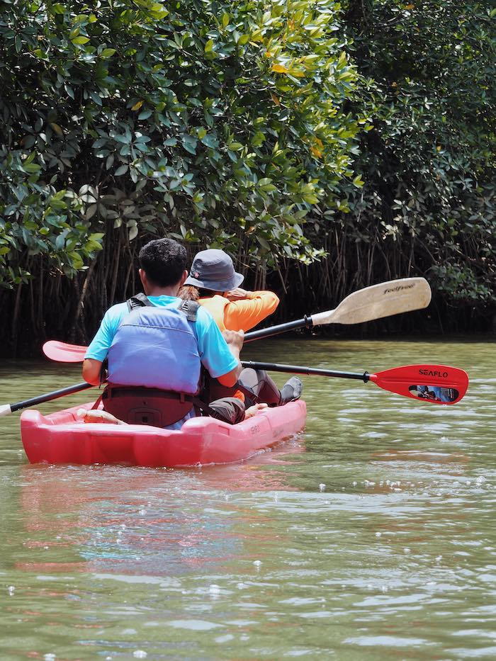 Mangrove kayaking