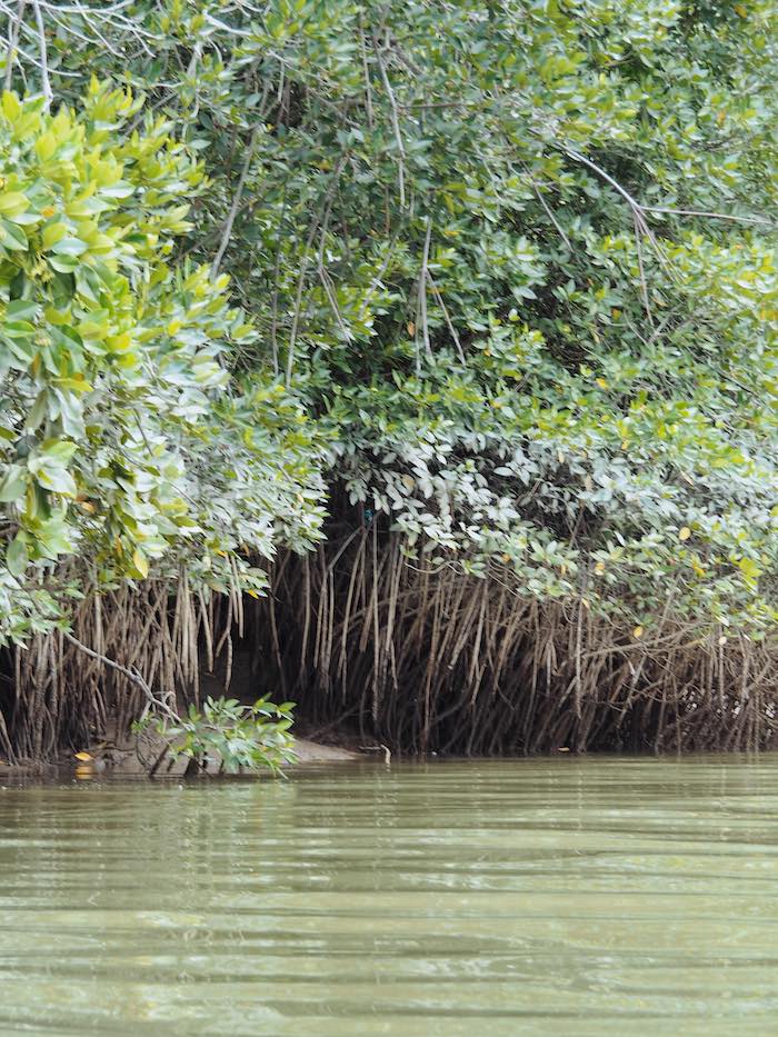 Mangrove trees at Sepang River