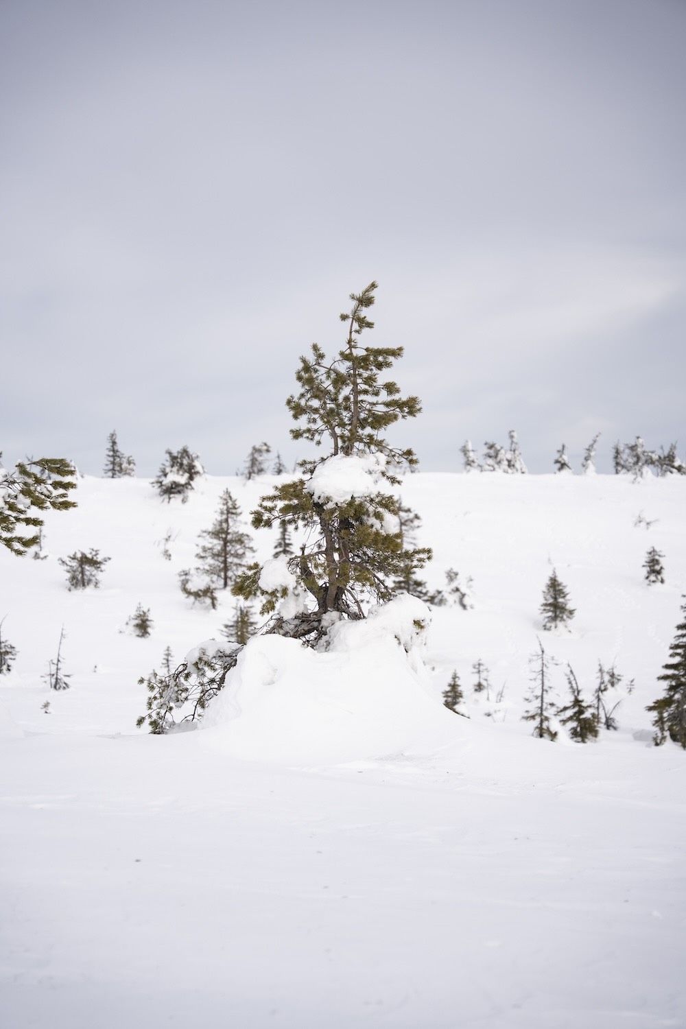 Snow covered trees at Riisitunturi National Park in March