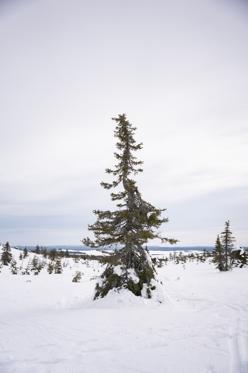 Snow covered trees at Riisitunturi National Park in March