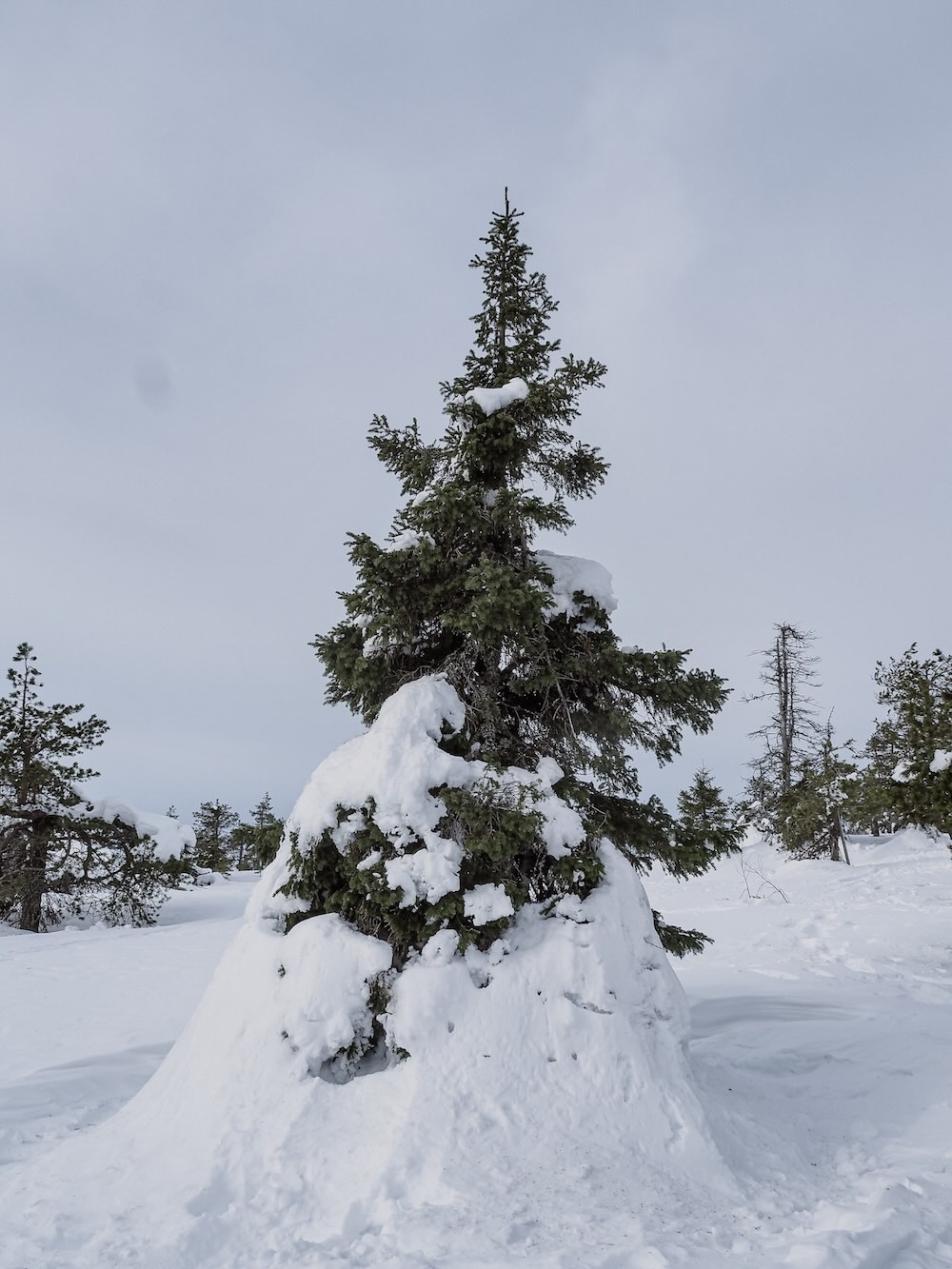 Snow covered trees at Riisitunturi National Park in March